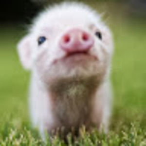 Meet your Posher, Katia